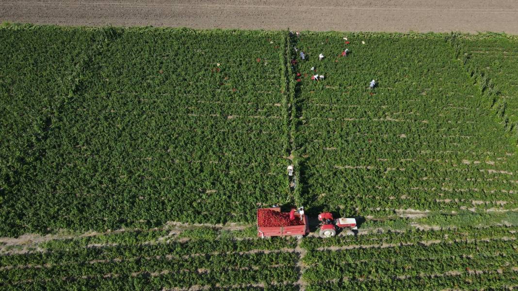 Karadeniz'in en verimli ovasında günlük 1100-1200 lira kazanıyorlar 2